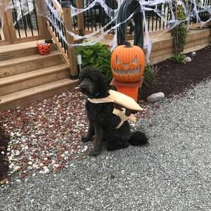 Meet your Posher, Phil